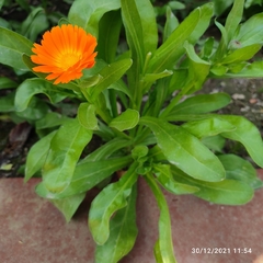 Calendula officinalis