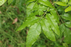 Flindersia xanthoxyla