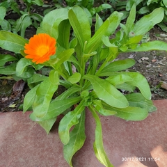 Calendula officinalis