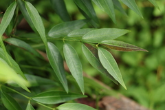 Secamone elliptica