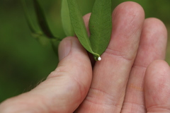 Secamone elliptica