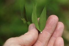 Secamone elliptica