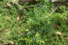 Secamone elliptica