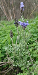 Lavandula multifida