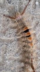 Lymantriinae