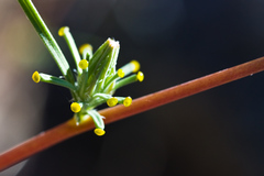 Calycadenia truncata