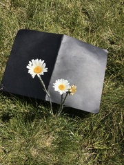 Celmisia pugioniformis