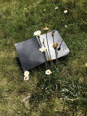 Celmisia pugioniformis