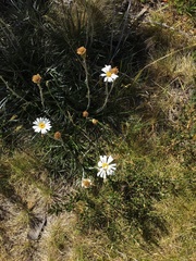 Celmisia pugioniformis