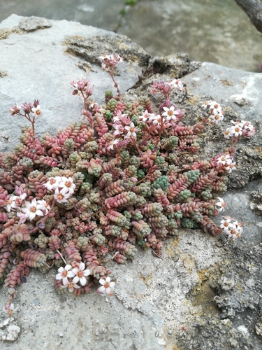 Sočnolisni žednjak (Sedum dasyphyllum)