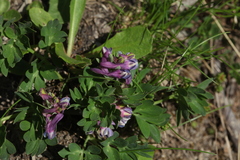 Corydalis conorhiza