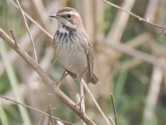Luscinia svecica