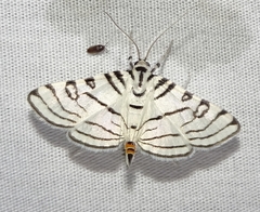 Conchylodes concinnalis