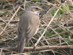 Luscinia svecica