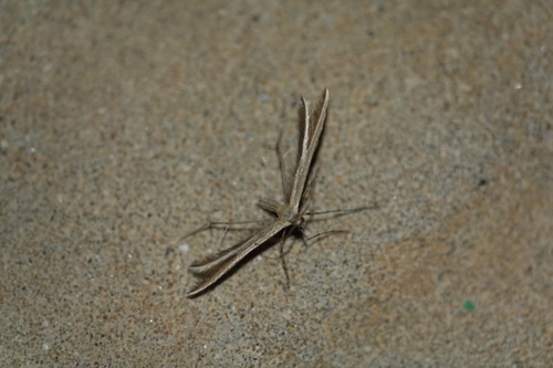 Merrifieldia chordodactylus
