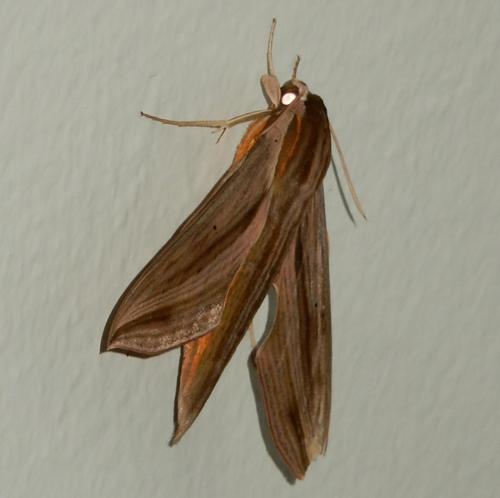 Common Striped Hawkmoth