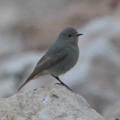 Phoenicurus ochruros