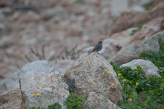 Phoenicurus ochruros