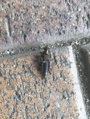 Antimerus punctipennis