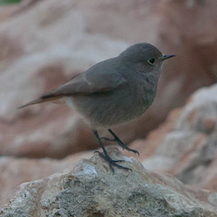 Phoenicurus ochruros