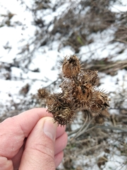 Arctium × nothum