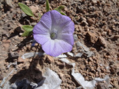 Exodeconus pusillus