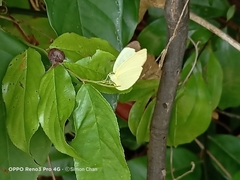 Gandaca harina distanti