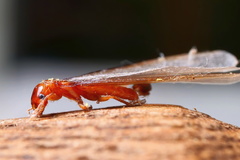 Stolotermitidae