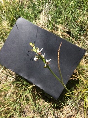 Prasophyllum suttonii