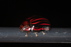 Paropsisterna semivittata