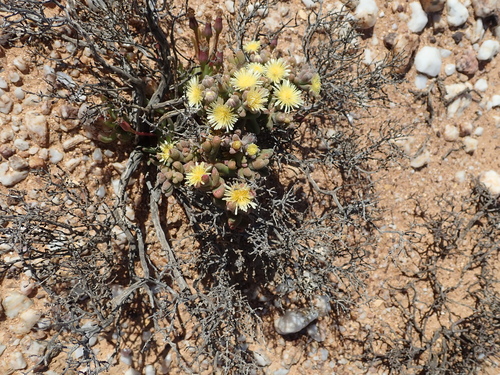 Mesembryanthemum lilliputanum