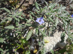Tiquilia grandiflora