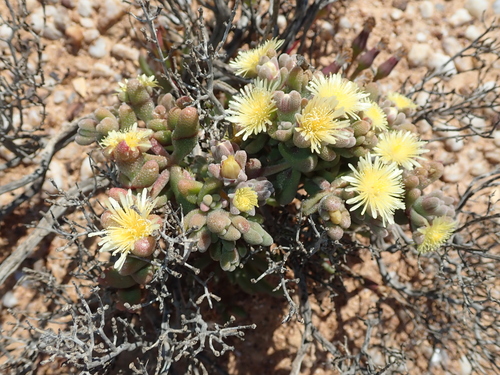 Mesembryanthemum lilliputanum