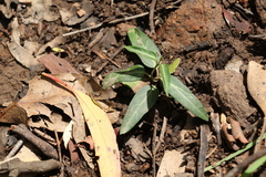 Leichhardtia coronata