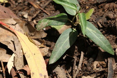 Leichhardtia coronata