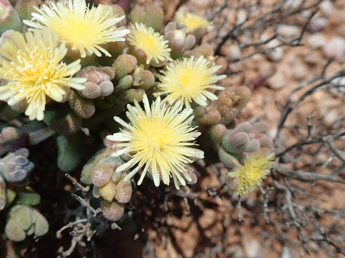 Mesembryanthemum lilliputanum