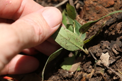 Leichhardtia coronata