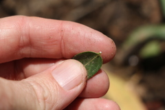 Leichhardtia coronata