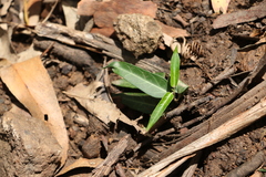 Leichhardtia coronata