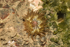 Anemonia sargassensis
