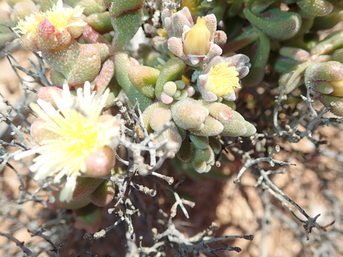 Mesembryanthemum lilliputanum
