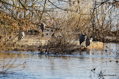 Ardea cinerea