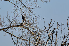 Phalacrocorax carbo