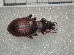 Carabus linnaei