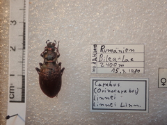 Carabus linnaei