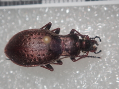 Carabus linnaei