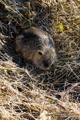 Myocastor coypus