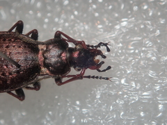 Carabus linnaei