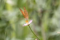 Phalanta phalantha phalantha