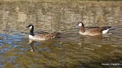 Branta canadensis